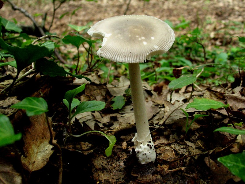Amanita da determinare